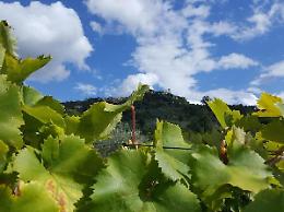 [GUSTO] Il Maturano sale sul podio: l'azienda D.S. bio vince Autochtona nella categoria bianchi