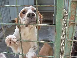 Cane senza riparo, costretto a bere acqua putrida e ferito: padrone nei guai