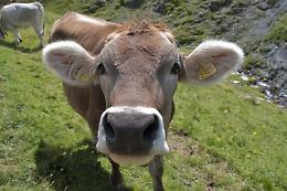 [LA CURIOSITA'] Scontro frontale con una... mucca. L'animale entra con la testa nella macchina