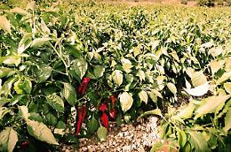 Peperone dop, aumentano gli investimenti degli agricoltori