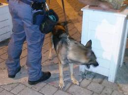 Lotta allo spaccio, i nascondigli della droga: cocaina anche tra i canarini