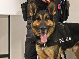 Il cane fiuta la canapa indiana: arrestato richiedente asilo politico