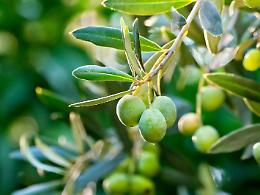 [L'EVENTO] Una tavola rotonda per valorizzare la Cultivar Itrana