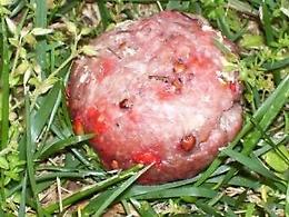 Polpette avvelenate fanno strage di cani da tartufo: l'allarme degli animalisti