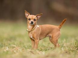 Entra in una casa e porta via il cane con l'aiuto di un complice: denunciati