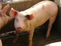 Muore schiacciato dal maiale: insieme al figlio lo aveva appena ammazzato