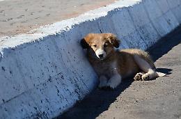 Allarme animali abbandonati in strada: cresce il fenomeno