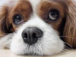 Cinquantadue cani adottati in un anno: la vittoria dell'accademia Kronos