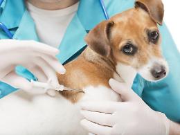 Microchip gratis contro l'abbandono dei cani, parte la campagna