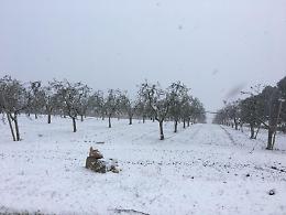 Neve e gelo: ora si contano i danni provocati alle coltivazioni