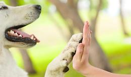 Wurstel imbottiti di chiodi per uccidere i cani, scatta l'indagine