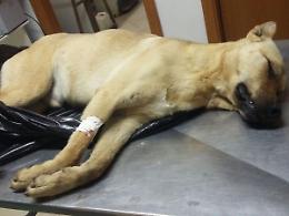 Strage di cani: non si ferma la mattanza. Altri esemplari avvelenati