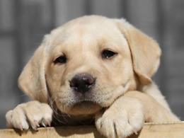 Microchip gratuiti: cinquanta cani iscritti all'anagrafe