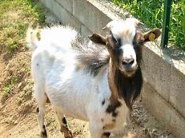 Capretta fugge dal mattatoio, giovane veterinaria l'adotta