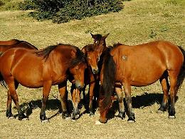 Cavalli uccisi a colpi di pistola: crescono denunce e segnalazioni. E' emergenza