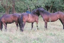 Cavallo a spasso per la città, paura e incredulità tra i residenti