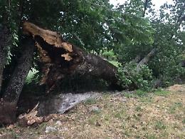 Maltempo: bufera di vento in corso, alberi sulle strade. Pericolo per le auto