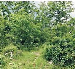 Veroli, due cuccioli impiccati ad un albero: l'episodio agghiacciante