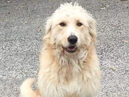 Cervaro, cane accalappiato svanisce nel nulla: cittadini sulle barricate