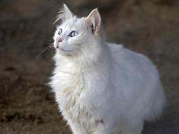 Gatto ucciso a colpi di carabina, il proprietario non si arrende