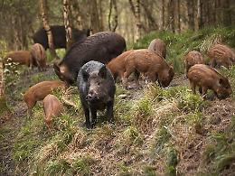 Trappole nel bosco per catturare i cinghiali, scattano le denunce