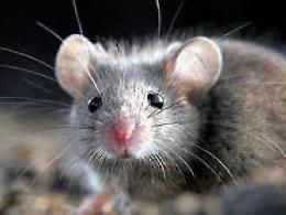 Topo in classe tra i piccoli alunni: genitori indignati e preoccupati