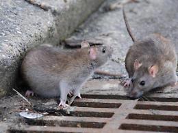 Topi a spasso in pieno centro: crescono le segnalazioni. E' polemica