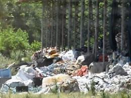 Mucche al pascolo sui rifiuti. E adesso anche sdraiate sull'immondizia