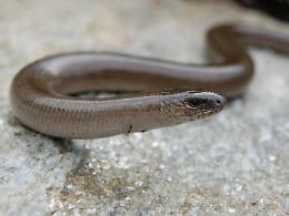 Ferentino, spuntano serpenti tra l'erba alta del Villaggio Blu: l'ira dei residenti