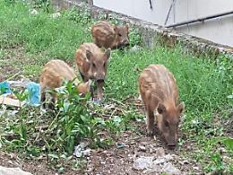 Cinghiali a spasso in centro: ora potranno essere abbattuti o catturati
