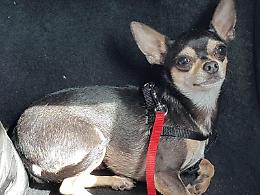 Cagnolino fugge in autostrada e rischia la vita, la polizia lo salva
