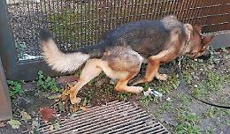 Randagismo e cani liberi fuori dalle case: scatta la tolleranza zero