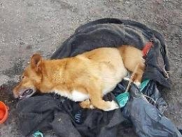 Picchiato, legato e buttato nel cassonetto: il cane Lucky salvato da un passante