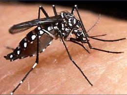 Allarme zanzare tigre in estate: una task force per scongiurare i pericoli