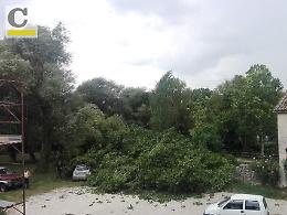 Albero si abbatte su due auto travolgendole in pieno, tragedia sfiorata