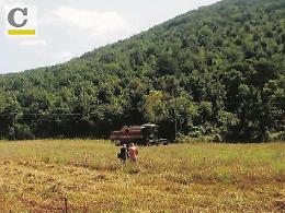 Birra Montecassino, l'orzo c'è. Il progetto avanza spedito