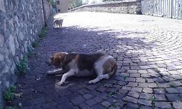 Cane malato abbandonato in strada: rintracciato il proprietario, ora è nei guai