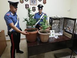 Con una "serra" artigianale per la droga in casa: giovane arrestato è già libero