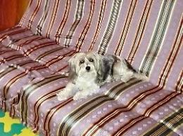 Appello per trovare il cane Sasha. Le padroncine chiedono aiuto