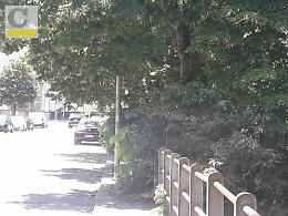 Cassino, Villa comunale: un sogno divenuto degrado, roditori, spaccio e bulli