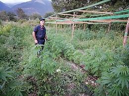 Coltivava 675 piante di marijuana in un terreno, in manette Gioacchino Borrelli
