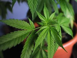 Una serra per la marijuana nella dependance, arrestato perito chimico di 44 anni