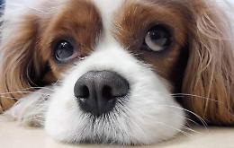 Cuccioli di cane chiusi in una busta e buttati nel fiume, l'epilogo
