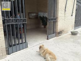 Randagio cerca...avvocato: il tribunale di Cassino ha una nuova mascotte