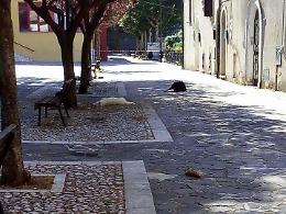 Cani morti avvelenati in pieno centro, una strage senza fine