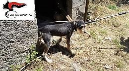Cani legati ed abbandonati in un vecchio casolare tra sporcizia ed escrementi