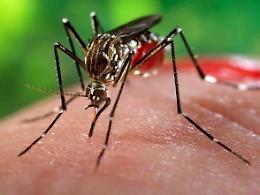 Allarme zanzara tigre, alto il rischio di infestazione nel Lazio ed in Ciociaria