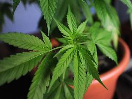 Piante di marijuana in casa, figlio di un'ex amministratore della città nei guai