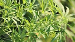 Piante di marijuana in un vicolo del centro storico sotto gli occhi di tutti