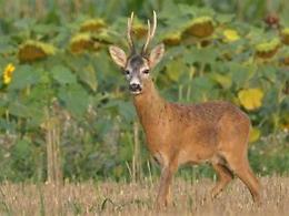 Capriolo decapitato, arrivano le foto-trappole per una maggiore sicurezza